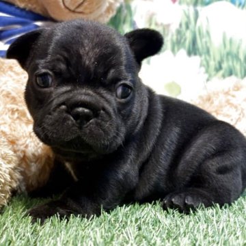 フレンチブルドッグ【神奈川県・男の子・2025年11月14日・ブラック&ホワイト】の写真「綺麗なブラック」