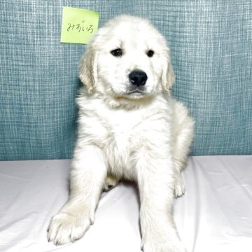 ゴールデンレトリバー【神奈川県・男の子・2025年2月21日・クリーム】の写真「ムチムチのイケメン君
チャンピオン血統です！」