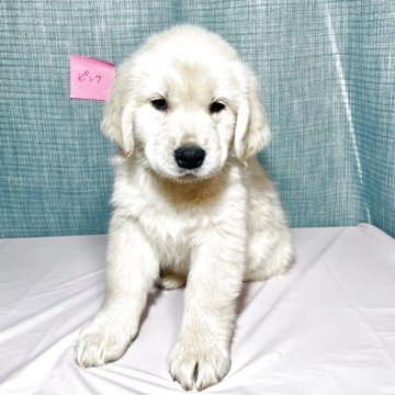 ゴールデンレトリバー【神奈川県・女の子・2025年2月21日・クリーム】の写真「ムチムチの美人さん
チャンピオン血統」