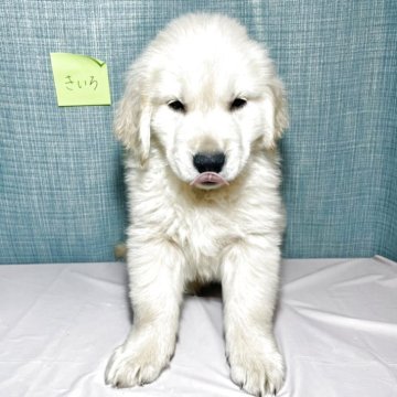 ゴールデンレトリバー【神奈川県・男の子・2025年2月21日・クリーム】の写真「ムチムチなイケメン君
チャンピオン血統」