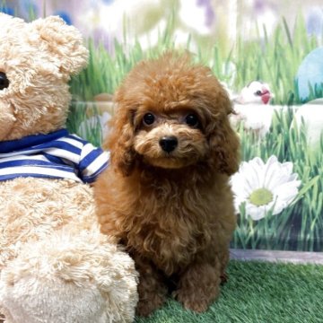 ティーカッププードル【神奈川県・女の子・2025年8月10日・レッド】の写真「小さい可愛い女の子」