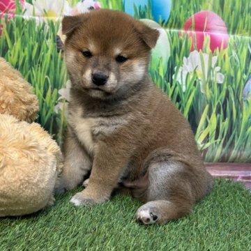 柴犬(標準サイズ)【神奈川県・男の子・2024年12月5日・赤】の写真「可愛い女の子」