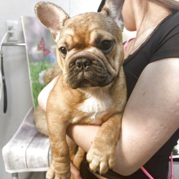 フレンチブルドッグ【神奈川県・女の子・2025年3月11日・レッドフォン】の写真「可愛い美人さん」