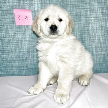 ゴールデンレトリバー【神奈川県・女の子・2025年2月21日・クリーム】の写真「ムチムチの美人さん
チャンピオン血統」