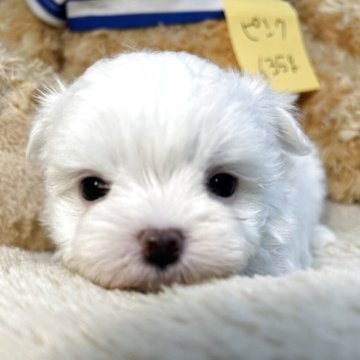マルチーズ【神奈川県・女の子・2025年2月22日・ホワイト】の写真「小さ目な可愛い子」