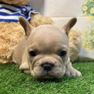 フレンチブルドッグ【神奈川県・男の子・2024年9月30日・ブルーフォーン】の写真「レアカラーのイケメン君」