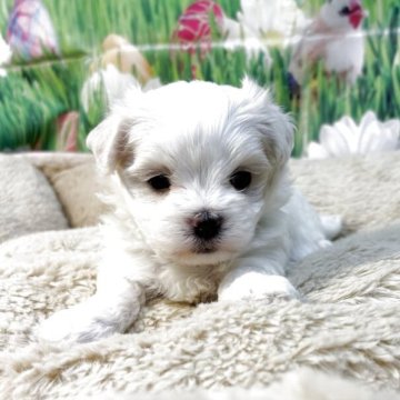 マルチーズ【神奈川県・男の子・2025年11月2日・ホワイト】の写真「可愛いイケメン君」