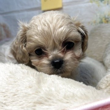 ペキプー(ペキニーズ×トイプードル)【神奈川県・女の子・2025年2月26日・クリーム】の写真「可愛い美人さん」