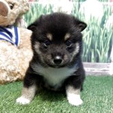 柴犬(豆柴)