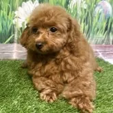 ティーカッププードル【神奈川県・女の子・2025年5月18日・レッド】の写真3