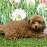 ティーカッププードル【神奈川県・女の子・2025年5月18日・レッド】の写真5