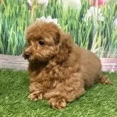 ティーカッププードル【神奈川県・女の子・2025年5月18日・レッド】の写真6