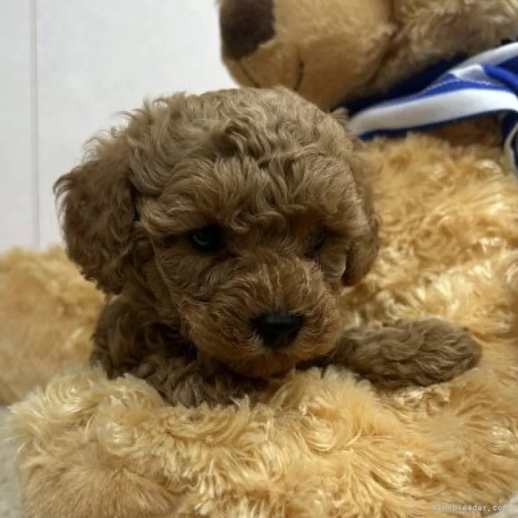 ID:2304-05803の子犬