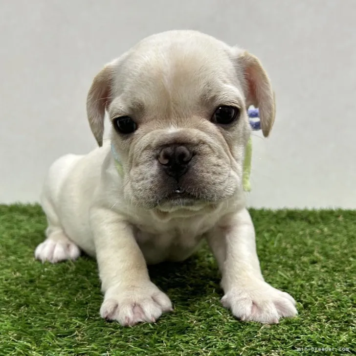 ID：2307-06640の子犬