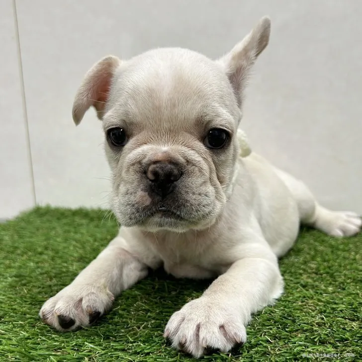 ID：2307-06637の子犬