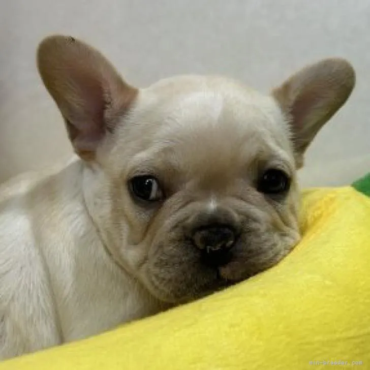 ID：2210-03622の子犬