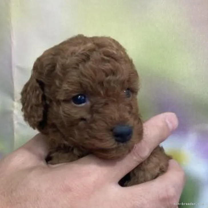 ID：2207-01586の子犬