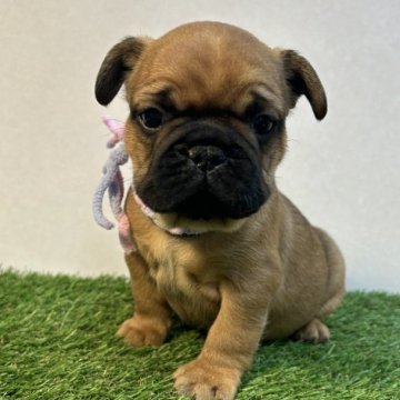 フレンチブルドッグ【神奈川県・男の子・2023年12月28日・レッドフォーン】の写真「胸に白いラインが有り，ムチムチの可愛い男の子です」