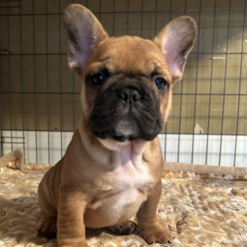 フレンチブルドッグ【神奈川県・男の子・2023年12月28日・レッドフォーン】の写真「小ぶりの可愛い男の子です」