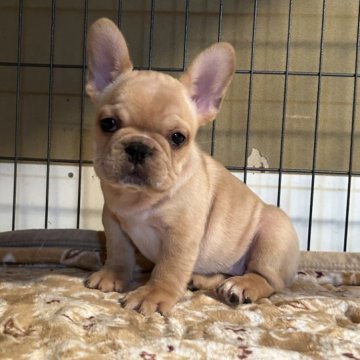 フレンチブルドッグ【神奈川県・女の子・2023年12月28日・クリーム】の写真「クリームの小ぶりちゃんでお耳が小可愛い女の子です」