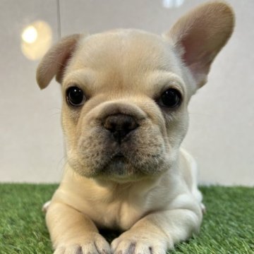 フレンチブルドッグ【神奈川県・女の子・2023年12月30日・クリーム】の写真「小ぶりの可愛い女の子です」