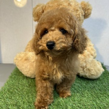トイプードル(タイニー)【神奈川県・男の子・2024年1月15日・レッド】の写真「ひとりっ子の可愛い男の子です」