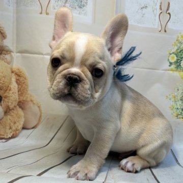 フレンチブルドッグ【神奈川県・男の子・2023年12月30日・クリーム】の写真「可愛いイケメン君」