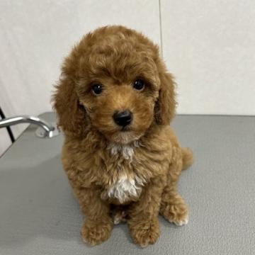 トイプードル(タイニー)【神奈川県・男の子・2022年10月5日・レッド】の写真「イケメン君」