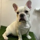 フレンチブルドッグ【神奈川県・男の子・2023年6月10日・クリーム】の写真1