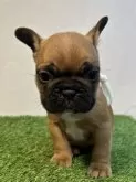 フレンチブルドッグ【神奈川県・男の子・2023年12月28日・レッドフォーン】の写真3
