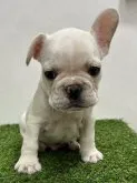 フレンチブルドッグ【神奈川県・男の子・2023年6月10日・クリーム】の写真4