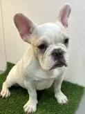 フレンチブルドッグ【神奈川県・男の子・2023年6月10日・クリーム】の写真4