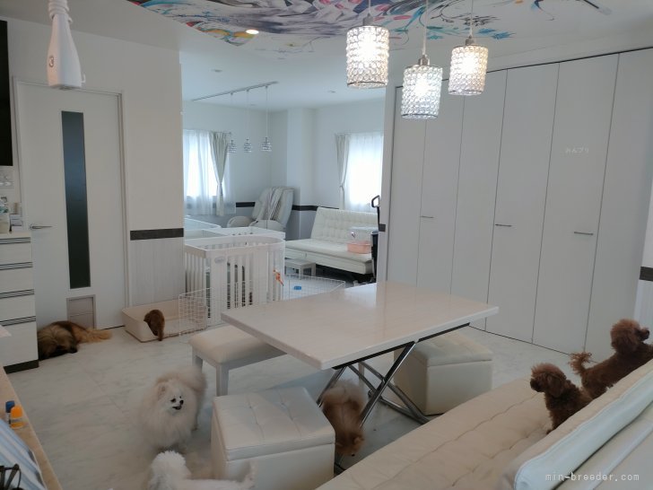 御見学ルームです　　　｜野木　滋(のぎ　しげる)ブリーダー(愛知県・ビションフリーゼなど・JKC登録)の紹介写真10