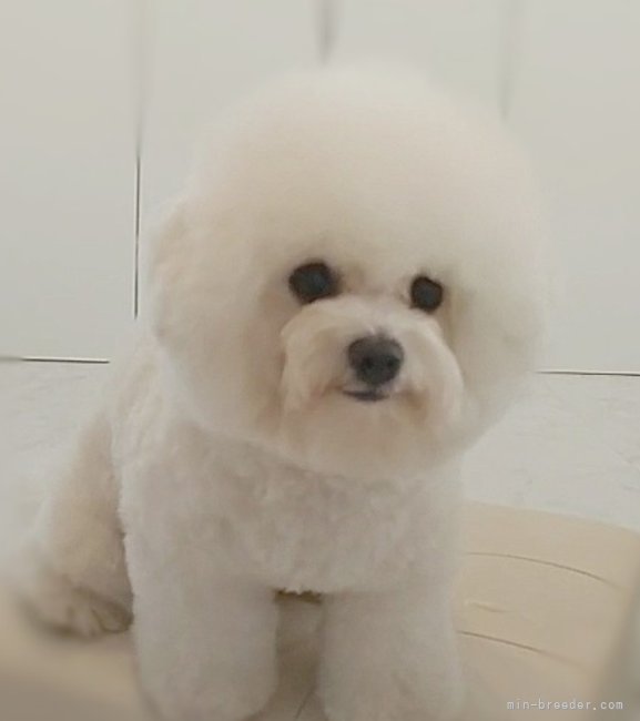 野木 滋(のぎ しげる)ブリーダー(愛知県・ビションフリーゼなど・JKC登録)の紹介写真3