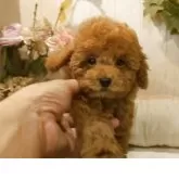 ティーカッププードル【愛知県・女の子・2025年8月1日・レッド.】の写真6