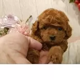 ティーカッププードル【愛知県・女の子・2025年7月24日・レッド.】の写真11