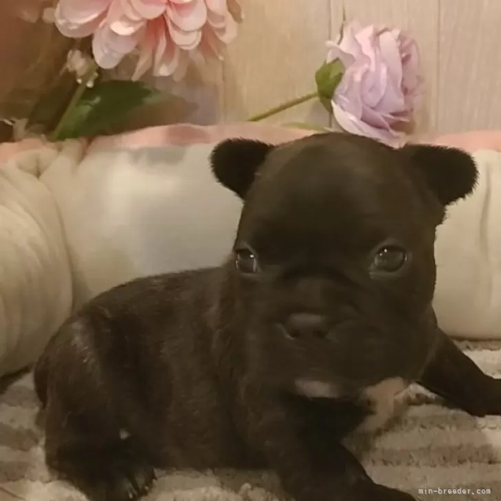 ID：2412-06723の子犬