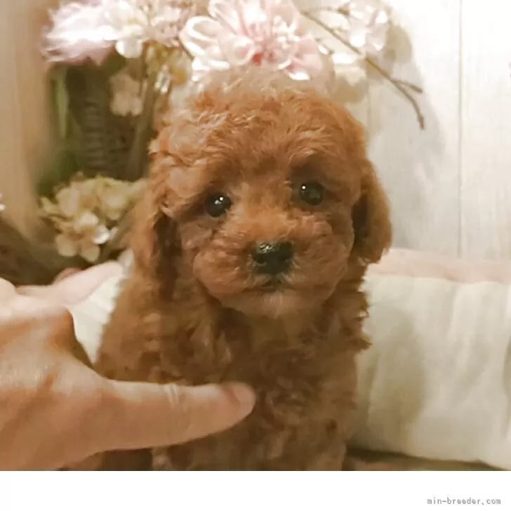 S.N 様のお迎えした子犬
