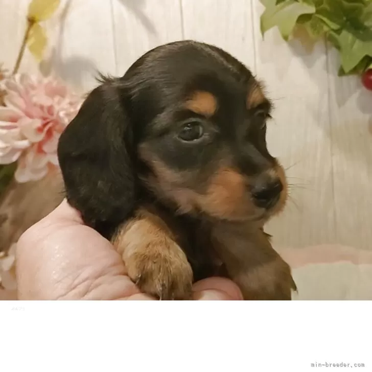 ミニチュアダックスフンド(ロング)【愛知県・女の子・2025年9月20日・ブラックタン】の写真1