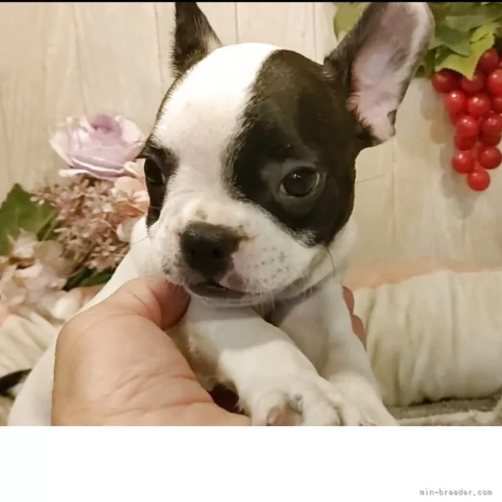 ID：2507-02003の子犬