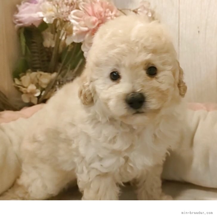 ブリーダー画像