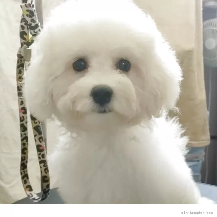 T.H 様のお迎えした子犬