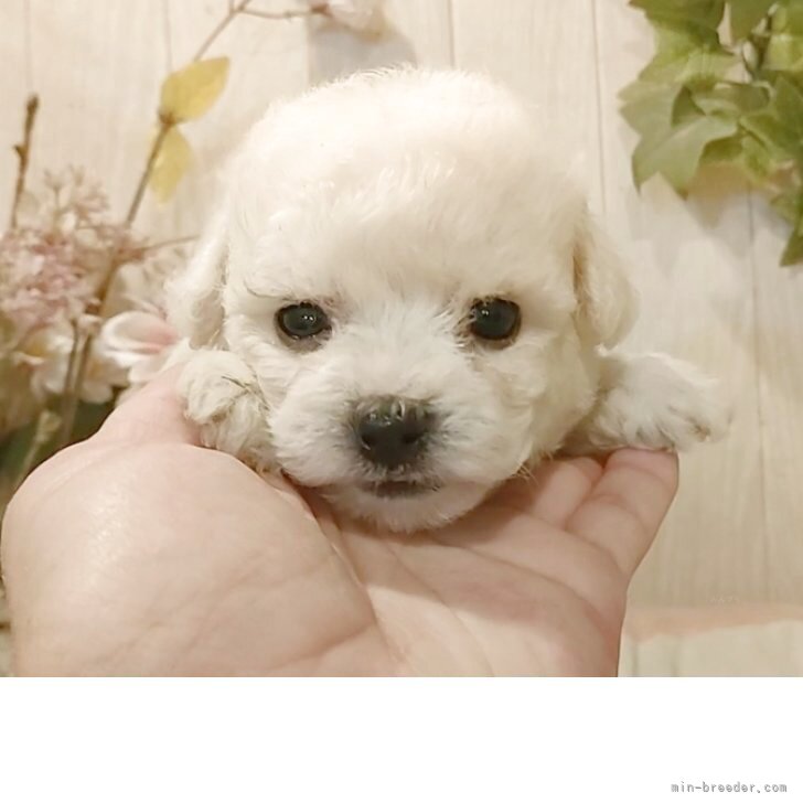 ブリーダー画像