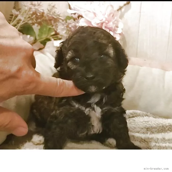 M.T 様のお迎えした子犬