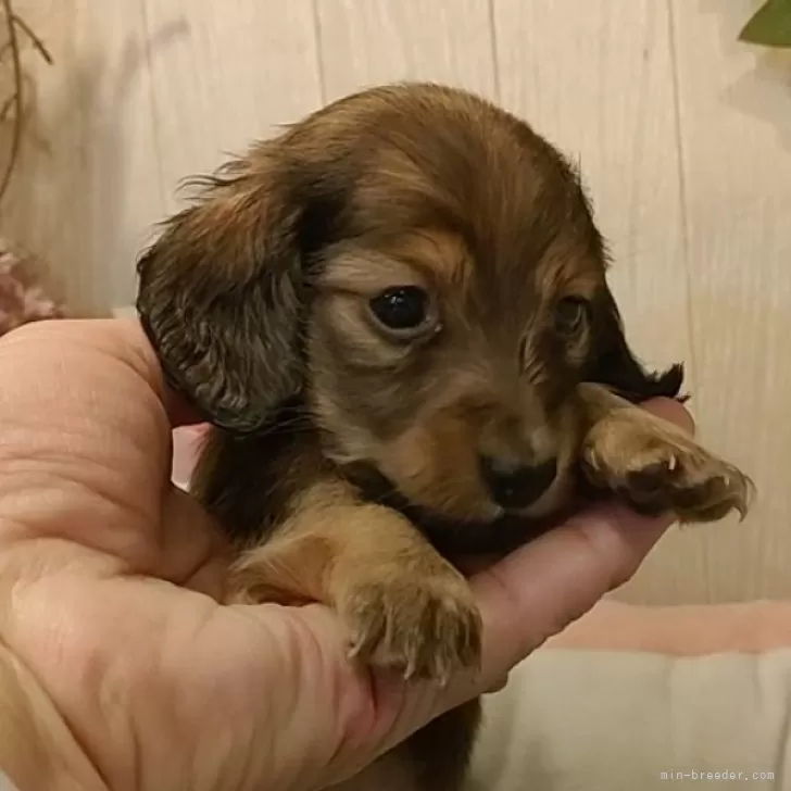 ID:2502-06572の子犬