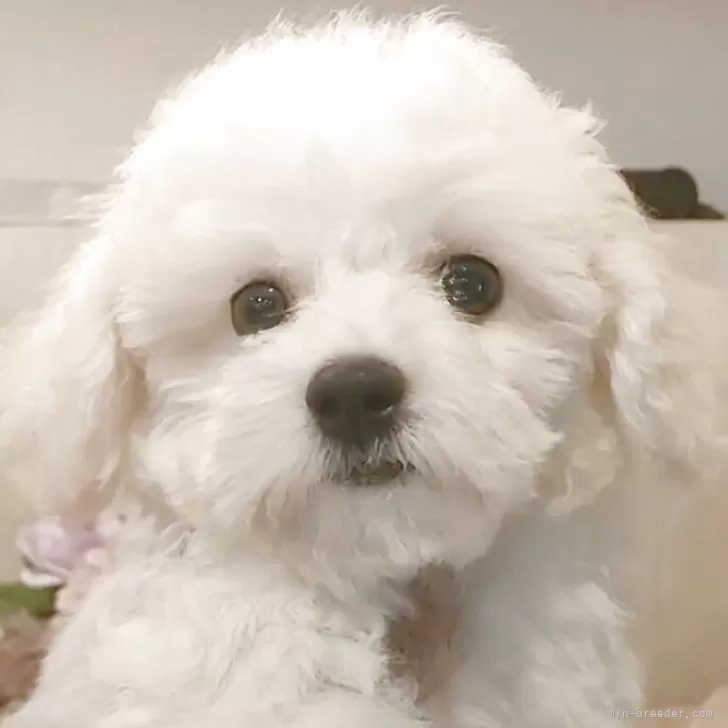 ID:2506-01085の子犬