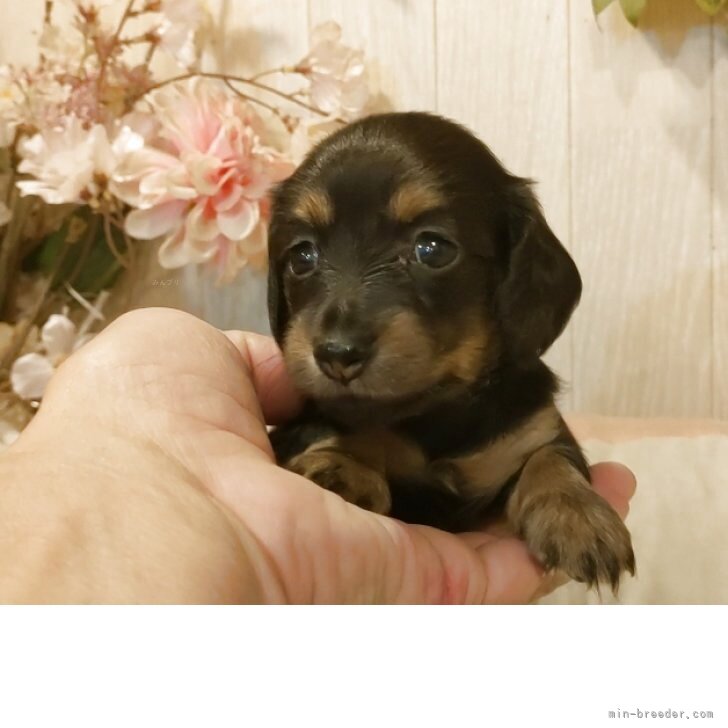 ブリーダー画像