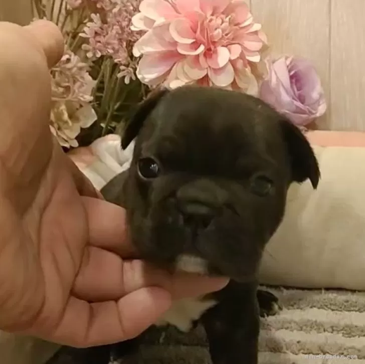 ID:2502-00481の子犬