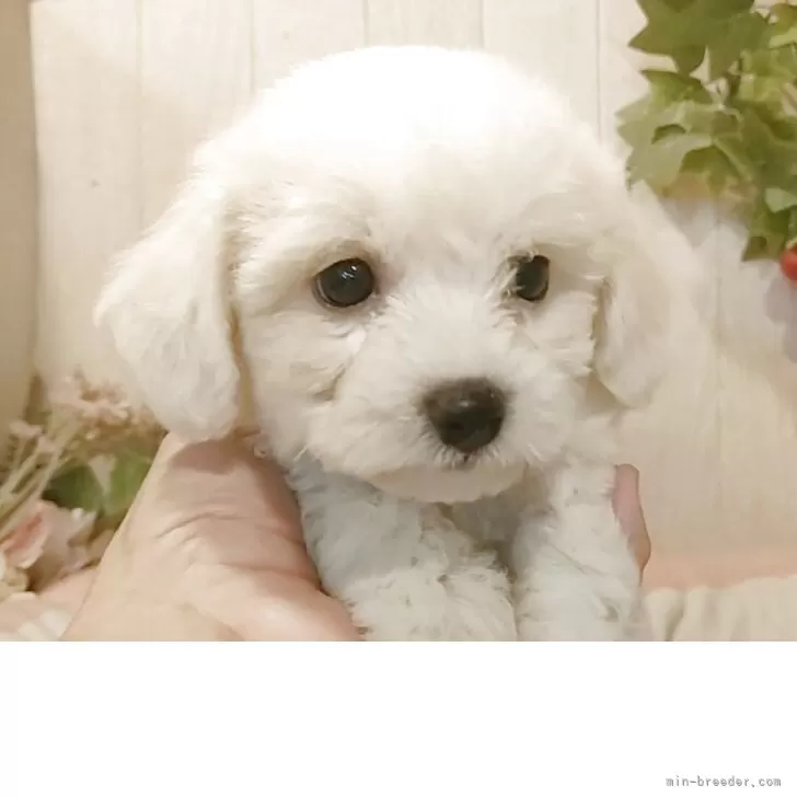 ID：2508-01713の子犬