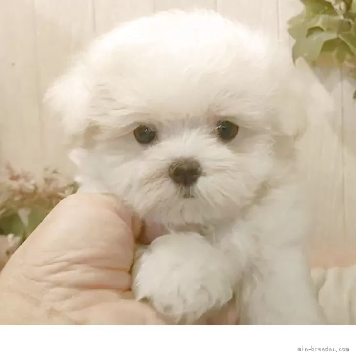 ID：2508-01276の子犬